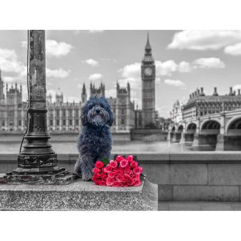 Dog by a lampost with bunch of Roses, London, UK Gold Ornate Wood Framed Art Print with Double Matting by Frank, Assaf