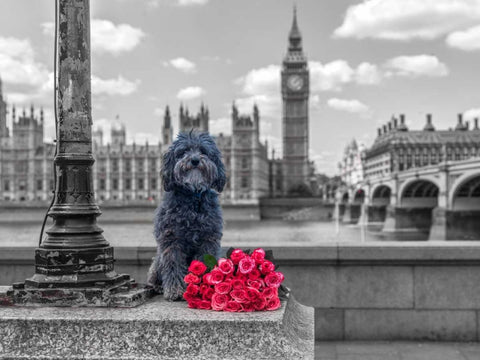 Dog by a lampost with bunch of Roses, London, UK Black Ornate Wood Framed Art Print with Double Matting by Frank, Assaf