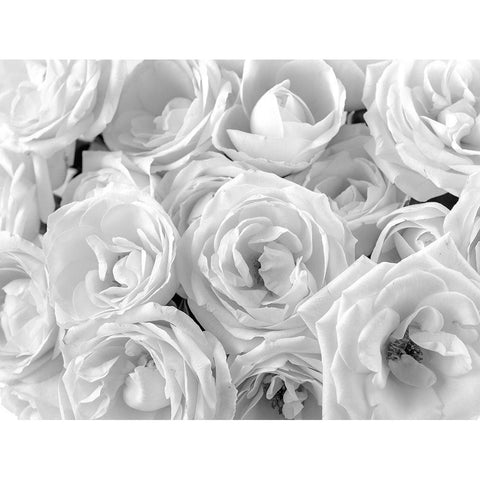 Full frame of roses White Modern Wood Framed Art Print by Frank, Assaf