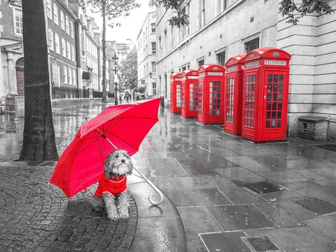 Dog with umbrella in London White Modern Wood Framed Art Print with Double Matting by Frank, Assaf