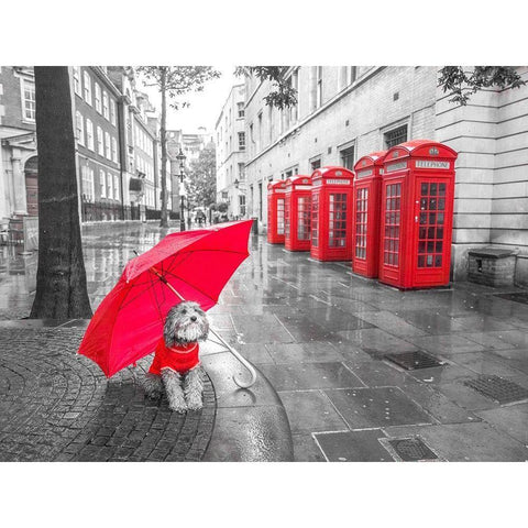 Dog with umbrella in London Black Modern Wood Framed Art Print with Double Matting by Frank, Assaf