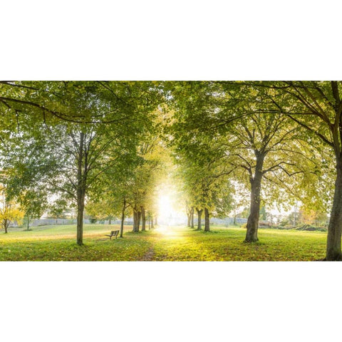 Panoramic view of a forest Gold Ornate Wood Framed Art Print with Double Matting by Frank, Assaf