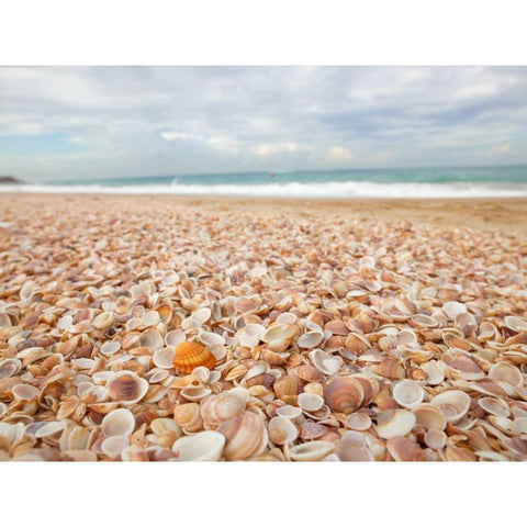 Sea shells on the beach White Modern Wood Framed Art Print by Frank, Assaf