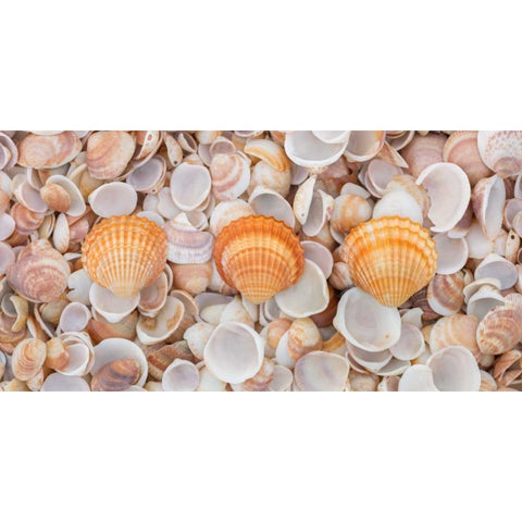 Sea shells on the beach Gold Ornate Wood Framed Art Print with Double Matting by Frank, Assaf