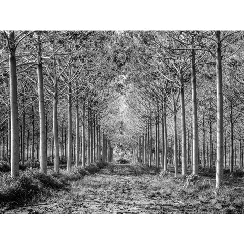 Pathway through trees in forest Gold Ornate Wood Framed Art Print with Double Matting by Frank, Assaf