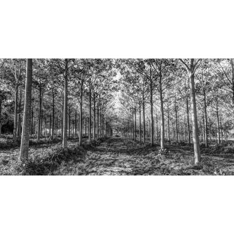 Pathway through trees in forest Black Modern Wood Framed Art Print by Frank, Assaf