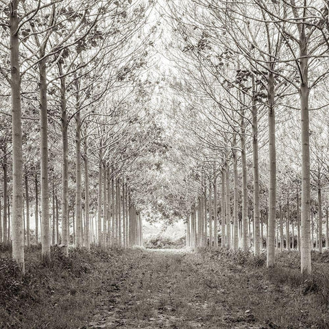 Pathway through trees in forest, FTBR-1815 Black Ornate Wood Framed Art Print with Double Matting by Frank, Assaf