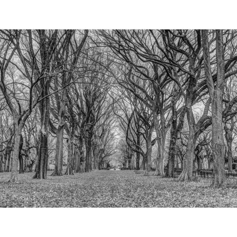 Rows of trees in Central park, New York Black Modern Wood Framed Art Print with Double Matting by Frank, Assaf