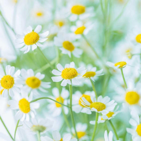 White Daisies in studio Gold Ornate Wood Framed Art Print with Double Matting by Frank, Assaf