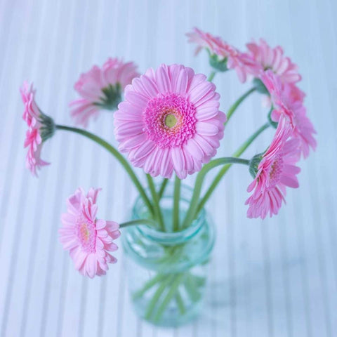 White Daisies in studio White Modern Wood Framed Art Print by Frank, Assaf