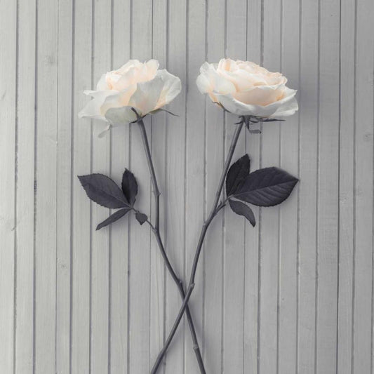 Image Only