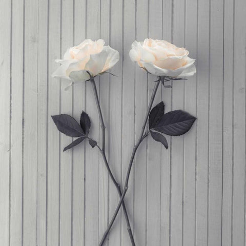 Roses on table Black Modern Wood Framed Art Print by Frank, Assaf