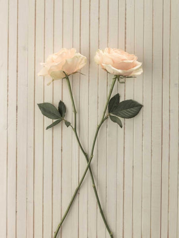 Roses on table White Modern Wood Framed Art Print with Double Matting by Frank, Assaf