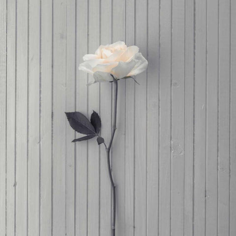 Rose on table Black Modern Wood Framed Art Print by Frank, Assaf