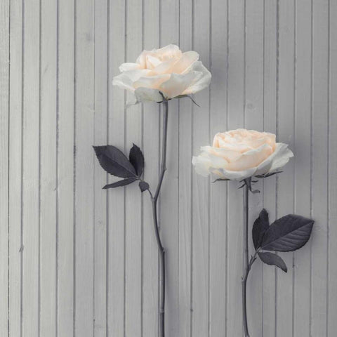 Roses in a row on table Gold Ornate Wood Framed Art Print with Double Matting by Frank, Assaf