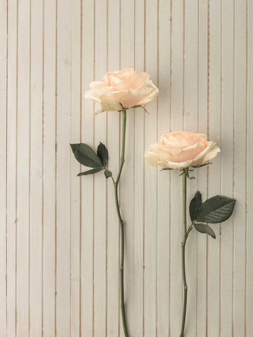 Roses in a row on table White Modern Wood Framed Art Print with Double Matting by Frank, Assaf