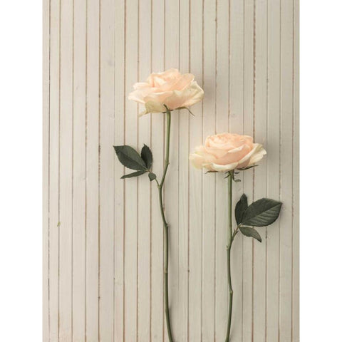 Roses in a row on table Gold Ornate Wood Framed Art Print with Double Matting by Frank, Assaf