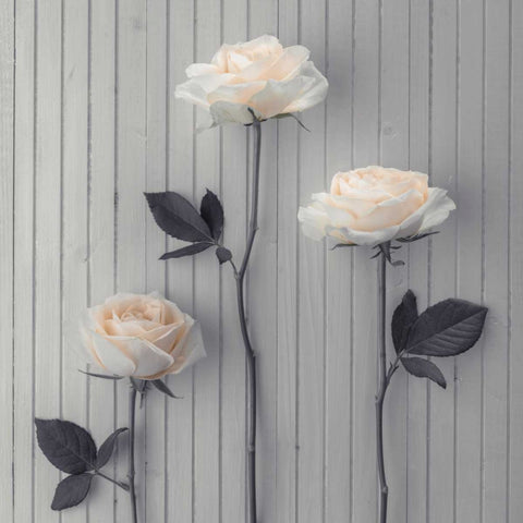 Roses in a row on table White Modern Wood Framed Art Print with Double Matting by Frank, Assaf
