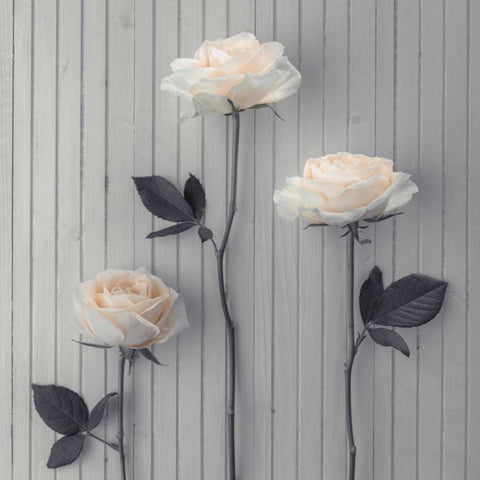 Roses in a row on table Black Modern Wood Framed Art Print by Frank, Assaf