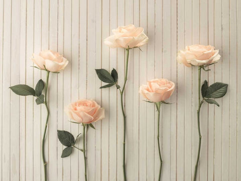Roses in a row on table White Modern Wood Framed Art Print with Double Matting by Frank, Assaf