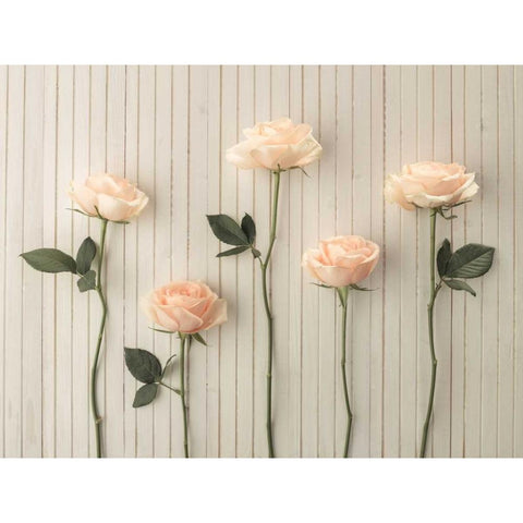 Roses in a row on table Black Modern Wood Framed Art Print with Double Matting by Frank, Assaf