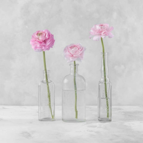 Tulips in glass bottles Black Ornate Wood Framed Art Print with Double Matting by Frank, Assaf