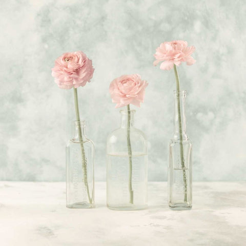 Ranuncuclus flowers in glass bottles White Modern Wood Framed Art Print with Double Matting by Frank, Assaf