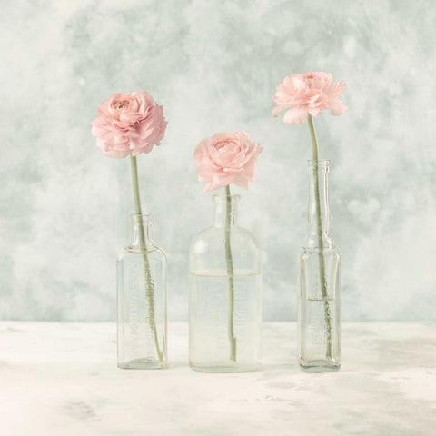 Ranuncuclus flowers in glass bottles Black Modern Wood Framed Art Print by Frank, Assaf