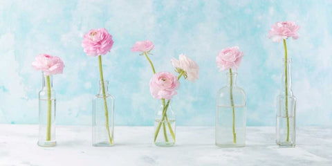 Ranuncuclus flowers in glass bottles White Modern Wood Framed Art Print with Double Matting by Frank, Assaf