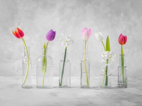 Ranuncuclus flowers in glass bottles White Modern Wood Framed Art Print with Double Matting by Frank, Assaf