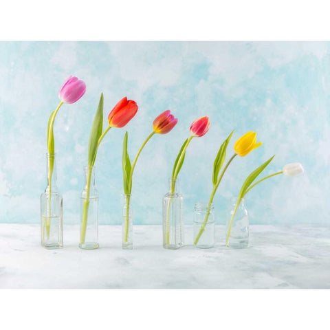 Ranuncuclus flowers in glass bottles Black Modern Wood Framed Art Print by Frank, Assaf