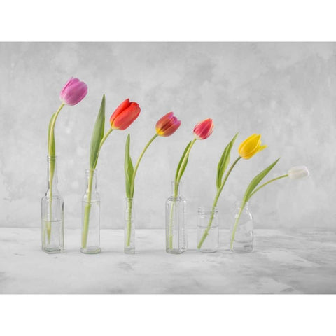 Ranuncuclus flowers in glass bottles White Modern Wood Framed Art Print by Frank, Assaf