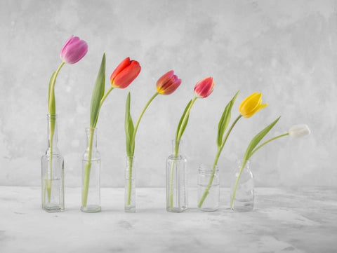 Ranuncuclus flowers in glass bottles White Modern Wood Framed Art Print with Double Matting by Frank, Assaf