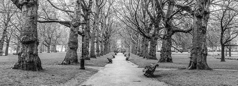 Avenue of trees, Green Park, London, FTBR-1839 White Modern Wood Framed Art Print with Double Matting by Frank, Assaf
