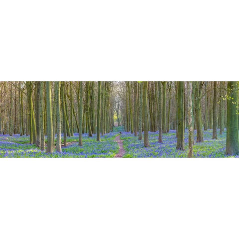 Spring forest with tall trees Gold Ornate Wood Framed Art Print with Double Matting by Frank, Assaf