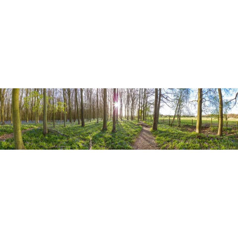 Spring forest with tall trees White Modern Wood Framed Art Print by Frank, Assaf