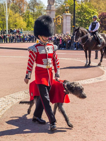 Changing the Guard, Buckingham Palace, London White Modern Wood Framed Art Print with Double Matting by Frank, Assaf