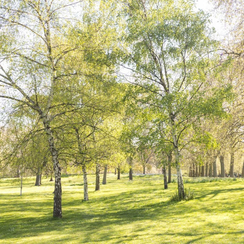 Changing the Guard, Buckingham Palace, London White Modern Wood Framed Art Print with Double Matting by Frank, Assaf