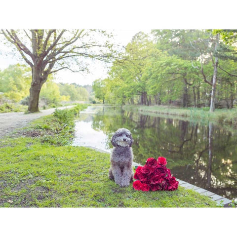 Bicycle with bunch of red roses by the canal White Modern Wood Framed Art Print by Frank, Assaf