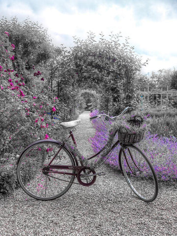 Bicycle on a garden path White Modern Wood Framed Art Print with Double Matting by Frank, Assaf