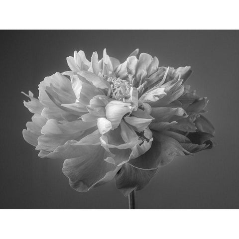 Peony flower Gold Ornate Wood Framed Art Print with Double Matting by Frank, Assaf