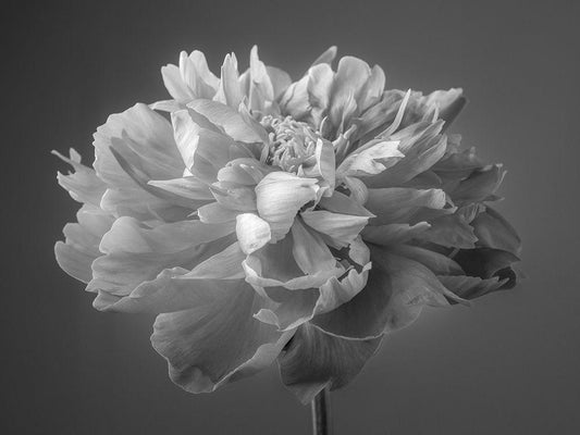 Image Only