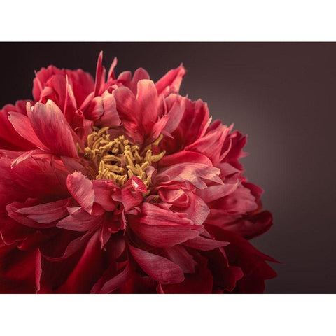 Peony flower White Modern Wood Framed Art Print by Frank, Assaf