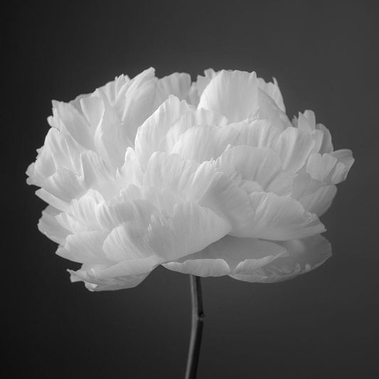 Image Only