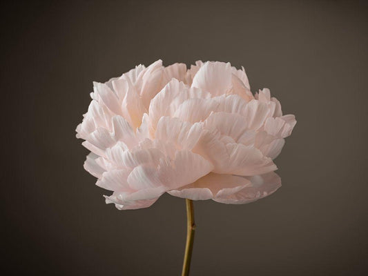 Image Only
