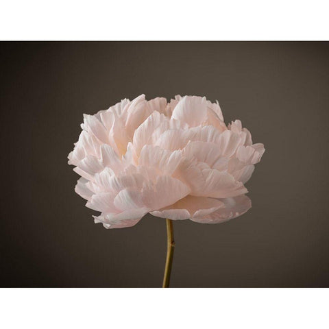 Peony flower Black Modern Wood Framed Art Print by Frank, Assaf