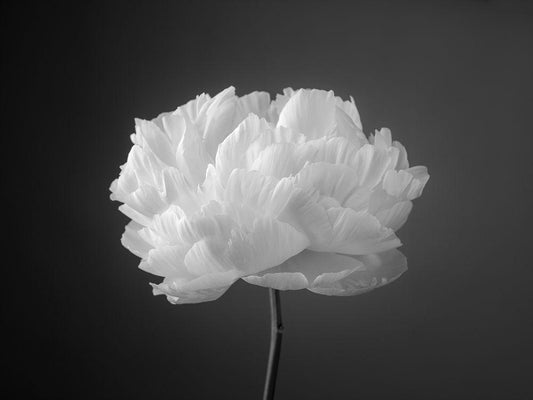 Image Only
