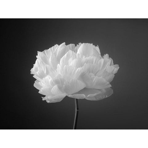 Peony flower Black Modern Wood Framed Art Print with Double Matting by Frank, Assaf