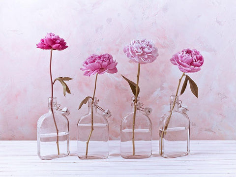 Peonies in glass bottles White Modern Wood Framed Art Print with Double Matting by Frank, Assaf
