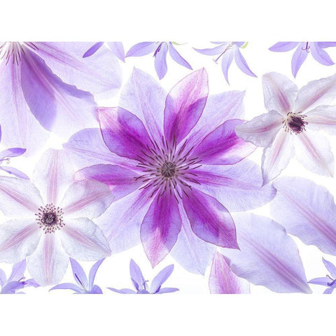 Clematis flowers Gold Ornate Wood Framed Art Print with Double Matting by Frank, Assaf